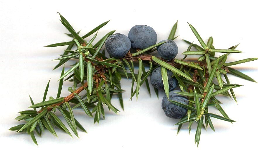 Juniper Berry
