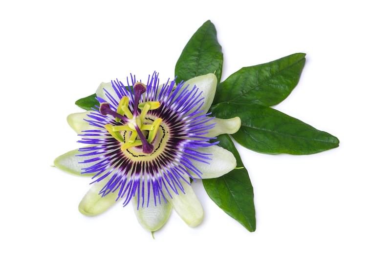 Passion Flower